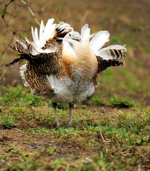 Stor Bustard (Otis tarda) — Stockfoto