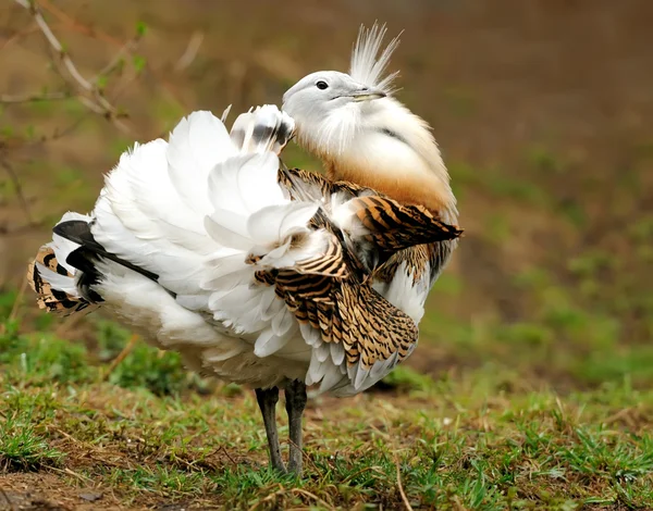 Great Bustard (Otis tarda) — Stock Photo, Image