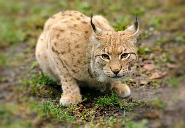 Unga lynx — Stockfoto