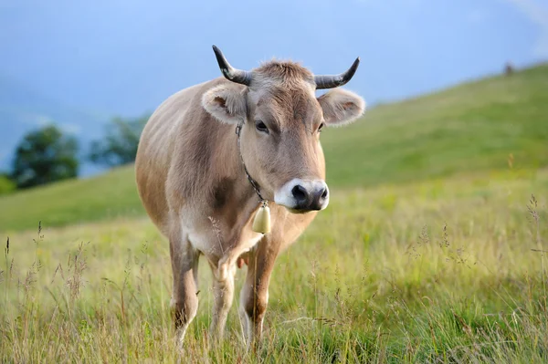 Kráva v přírodě — Stock fotografie