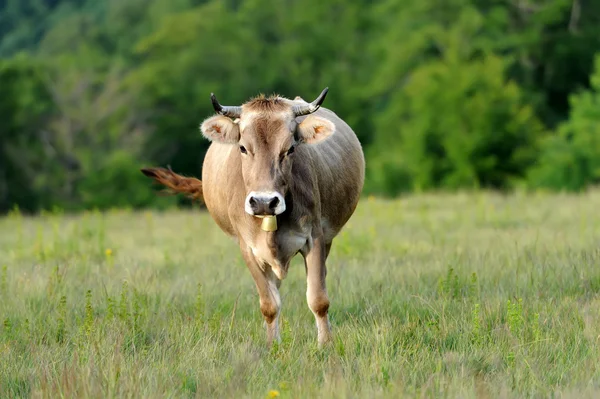 Cow in nature — Stock Photo, Image