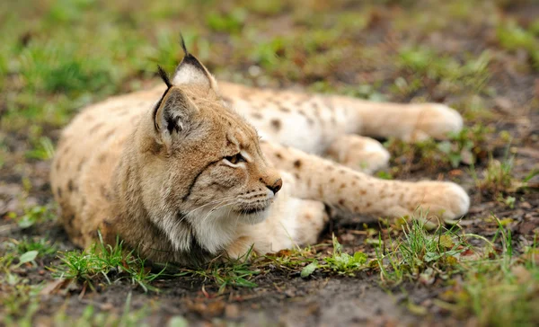 Genç lynx — Stok fotoğraf