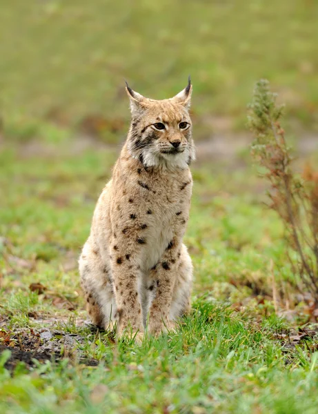 Jonge lynx — Stockfoto