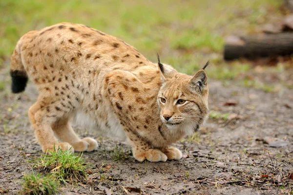 Young lynx — Stock Photo, Image