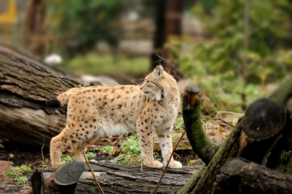 Genç lynx — Stok fotoğraf