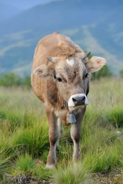 Kráva v přírodě — Stock fotografie