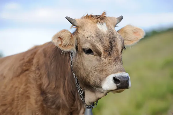 Koe in de natuur — Stockfoto