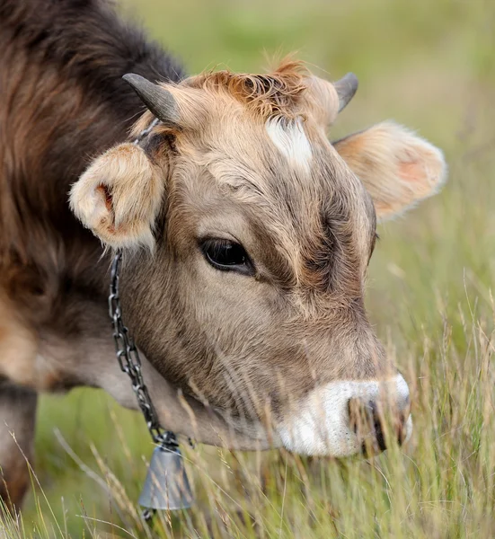 Корови в природі — стокове фото