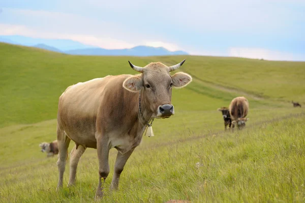 Cow in nature — Stock Photo, Image