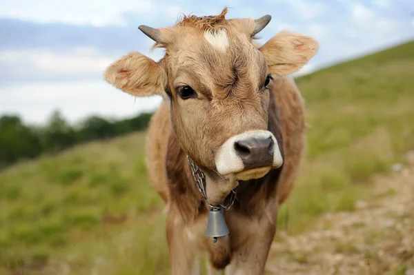 Vaca en la naturaleza —  Fotos de Stock