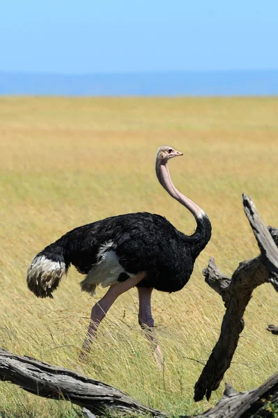 Ostrich — Stock Photo, Image