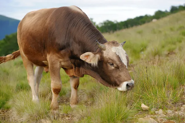 Koe in de natuur — Stockfoto