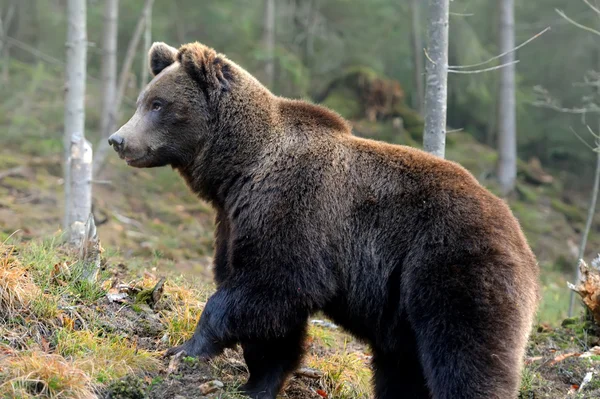 Großer Bär im Wald — Stockfoto