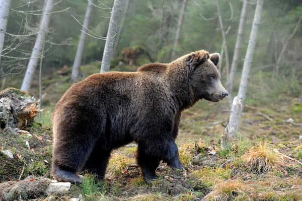 大熊在森林里 — 图库照片