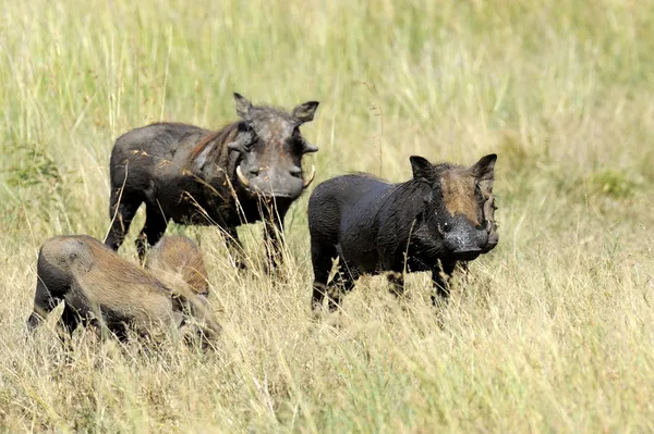 Warthog. — Fotografia de Stock