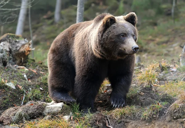 Urso grande na floresta — Fotografia de Stock
