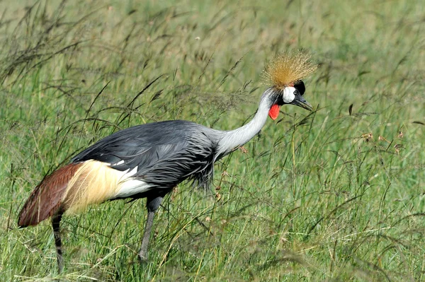 Crowned crane — Stock Photo, Image