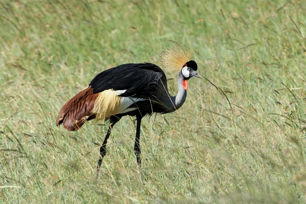 Crowned crane — Stock Photo, Image