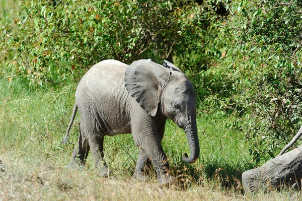 Elefant — Stockfoto