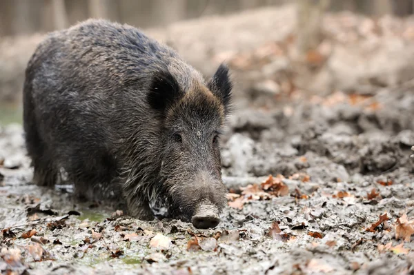 Cinghiale — Foto Stock