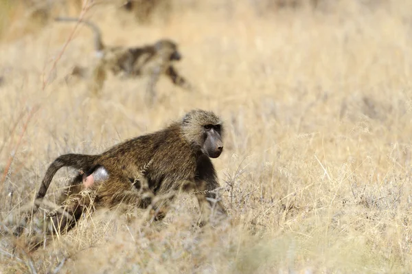 Olive baboon — Stock Photo, Image