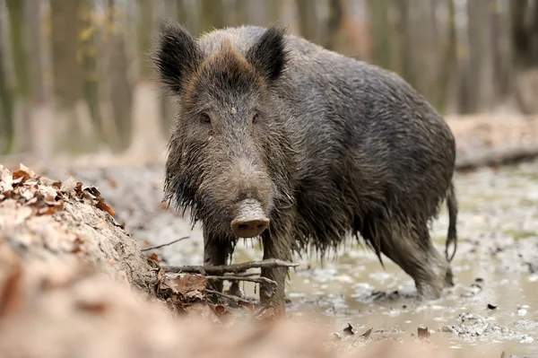 Wilde zwijnen — Stockfoto