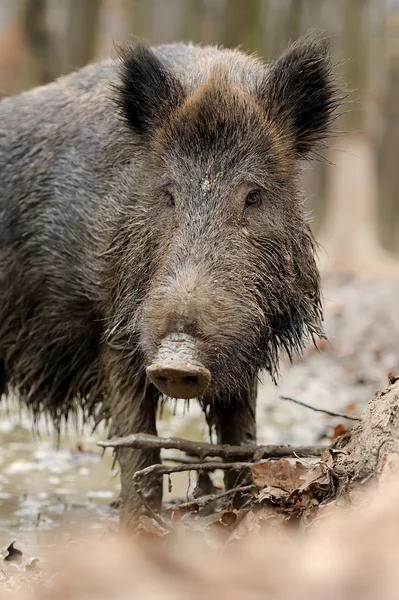 Cinghiale — Foto Stock