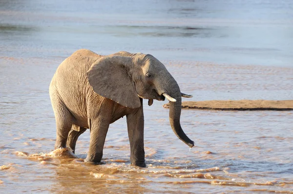 Elefante — Foto de Stock