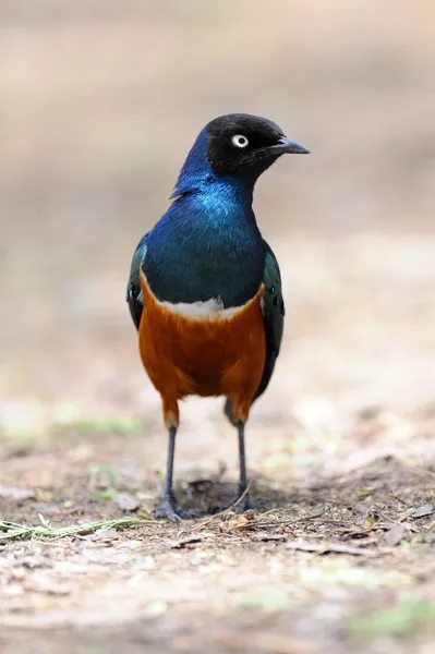 Superb Starling — Stock Photo, Image