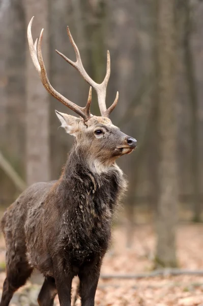 Deer — Stock Photo, Image