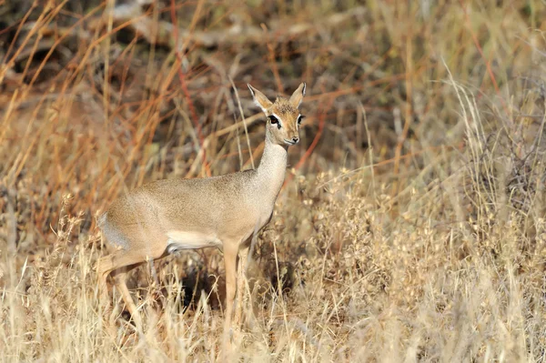 Dikdik — Stockfoto