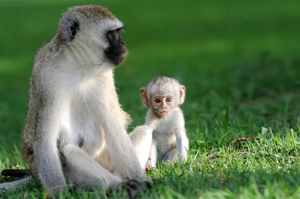 Mono vervet — Foto de Stock