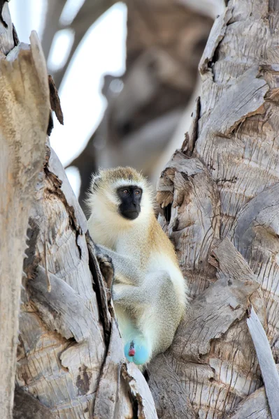 Vervet maymunu — Stok fotoğraf