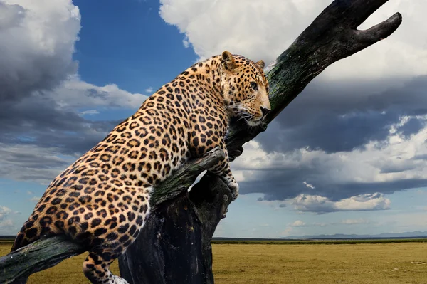 Leopard — Stock Photo, Image