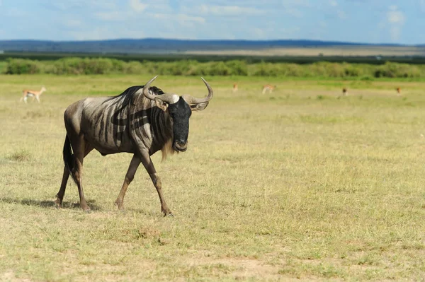 Wildebeest — Stock Photo, Image