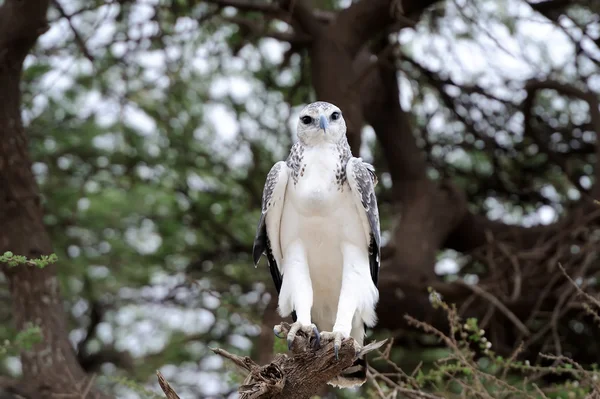 Martial Eagle — Stockfoto