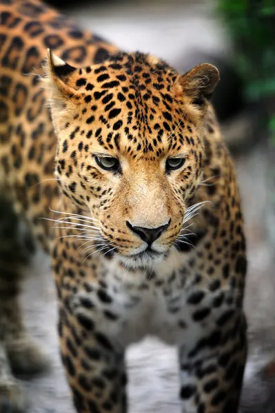 Leopardo — Foto Stock