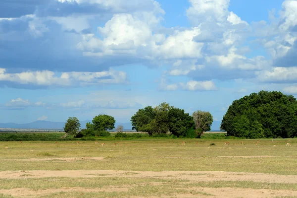 Savannah — Stok fotoğraf