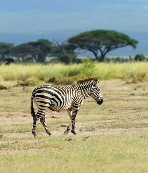 Zebra — Stock Photo, Image