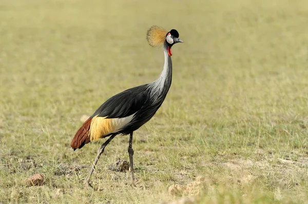 Crowned crane — Stock Photo, Image