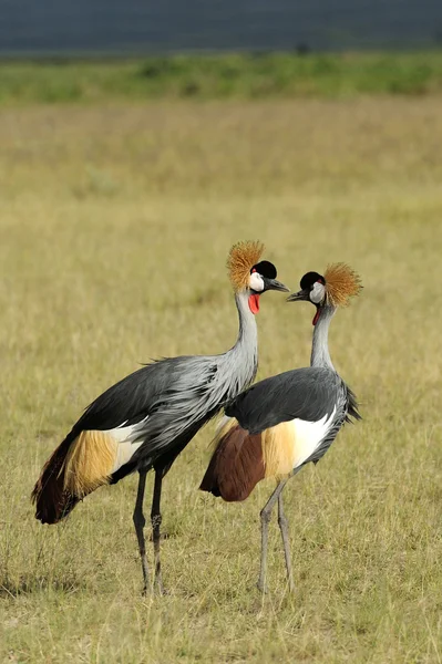 Gekrönter Kranich — Stockfoto