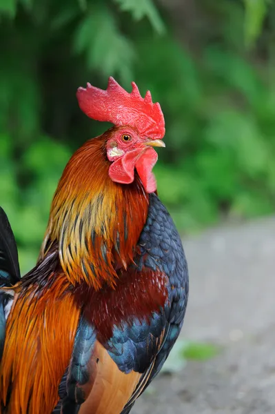 Rooster — Stock Photo, Image