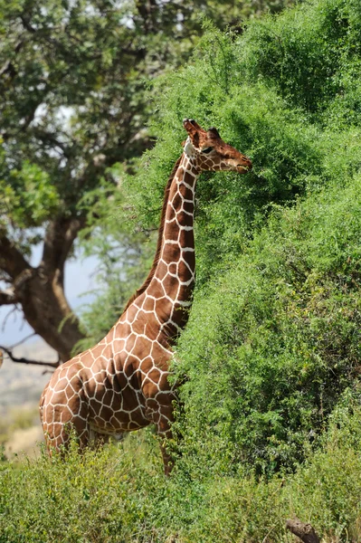 Giraffe — Stock Photo, Image