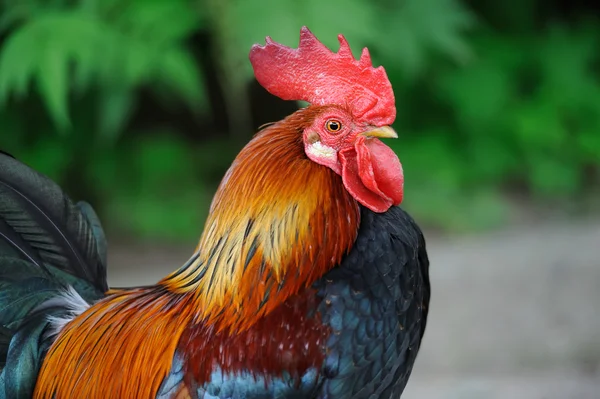 Rooster — Stock Photo, Image