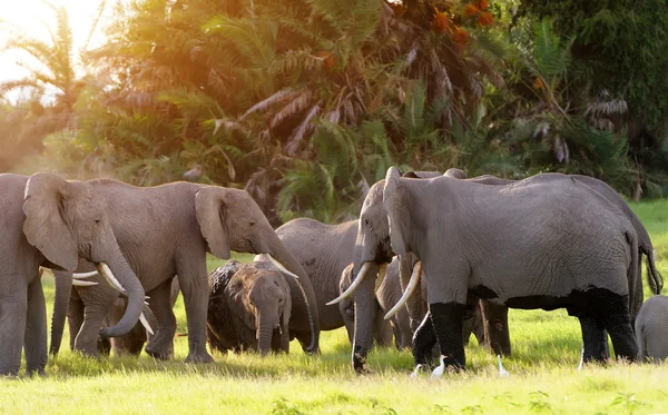 Elefante — Foto de Stock