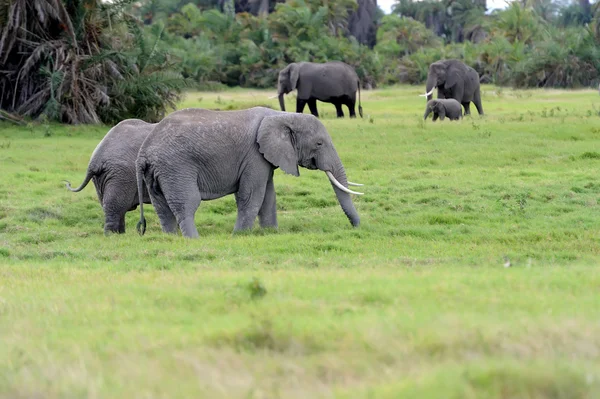 Elefant — Stockfoto