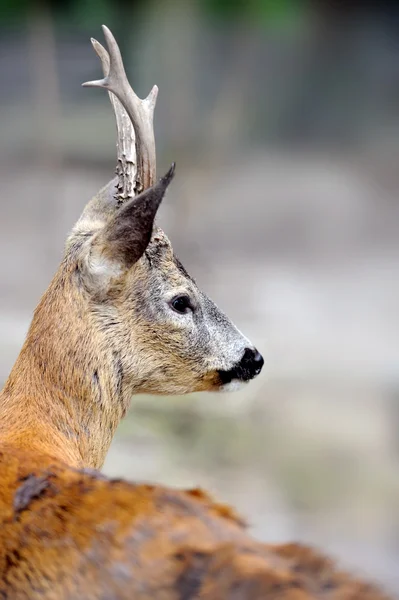 Close-up deer — Stock Photo, Image