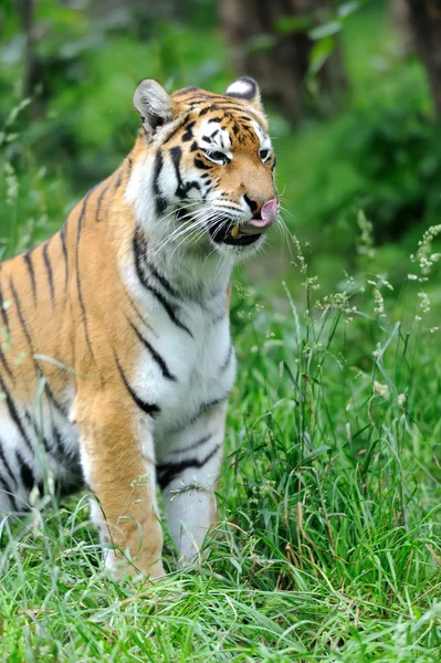 Tigre — Foto de Stock