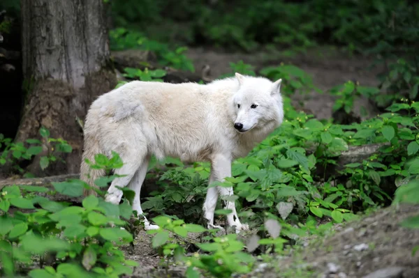 Arktischer Wolf — Stockfoto