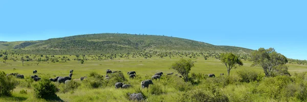 Elephant — Stock Photo, Image